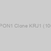 Anti-PON1 Clone KRJ1 (100 µg)